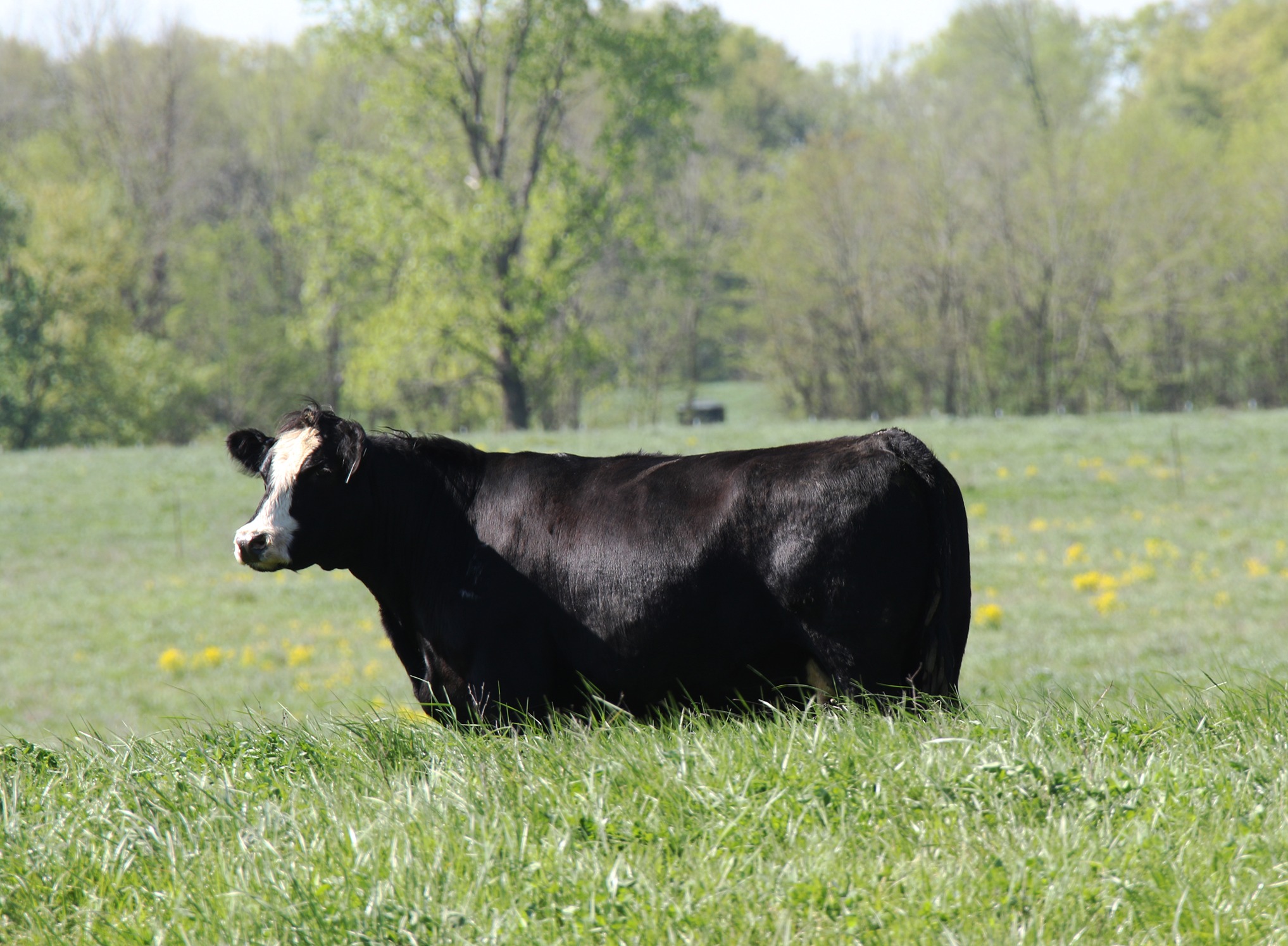 Cow in pasture