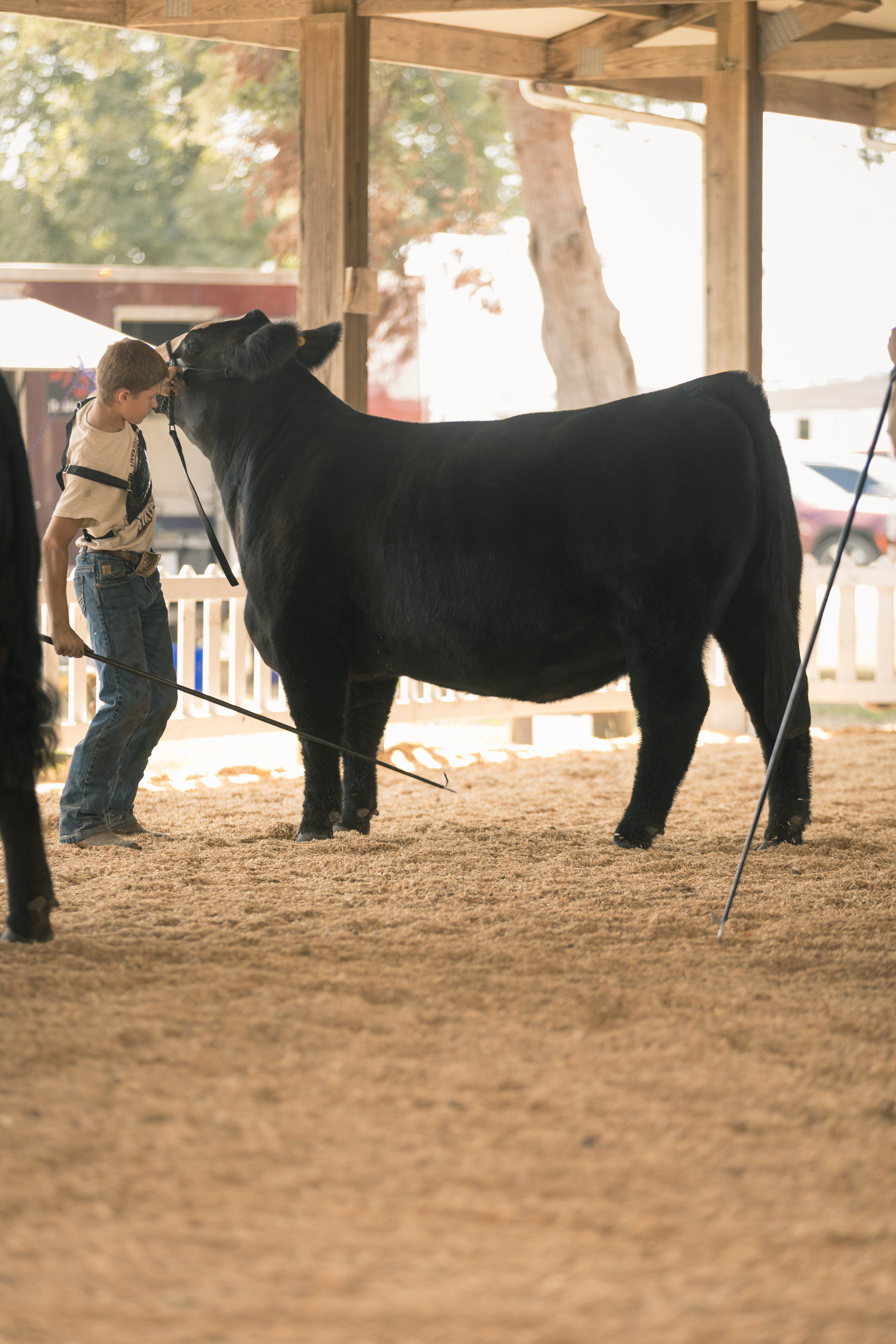 2nd-place-intermediate-cattlemen-delana-robinson-carlinville