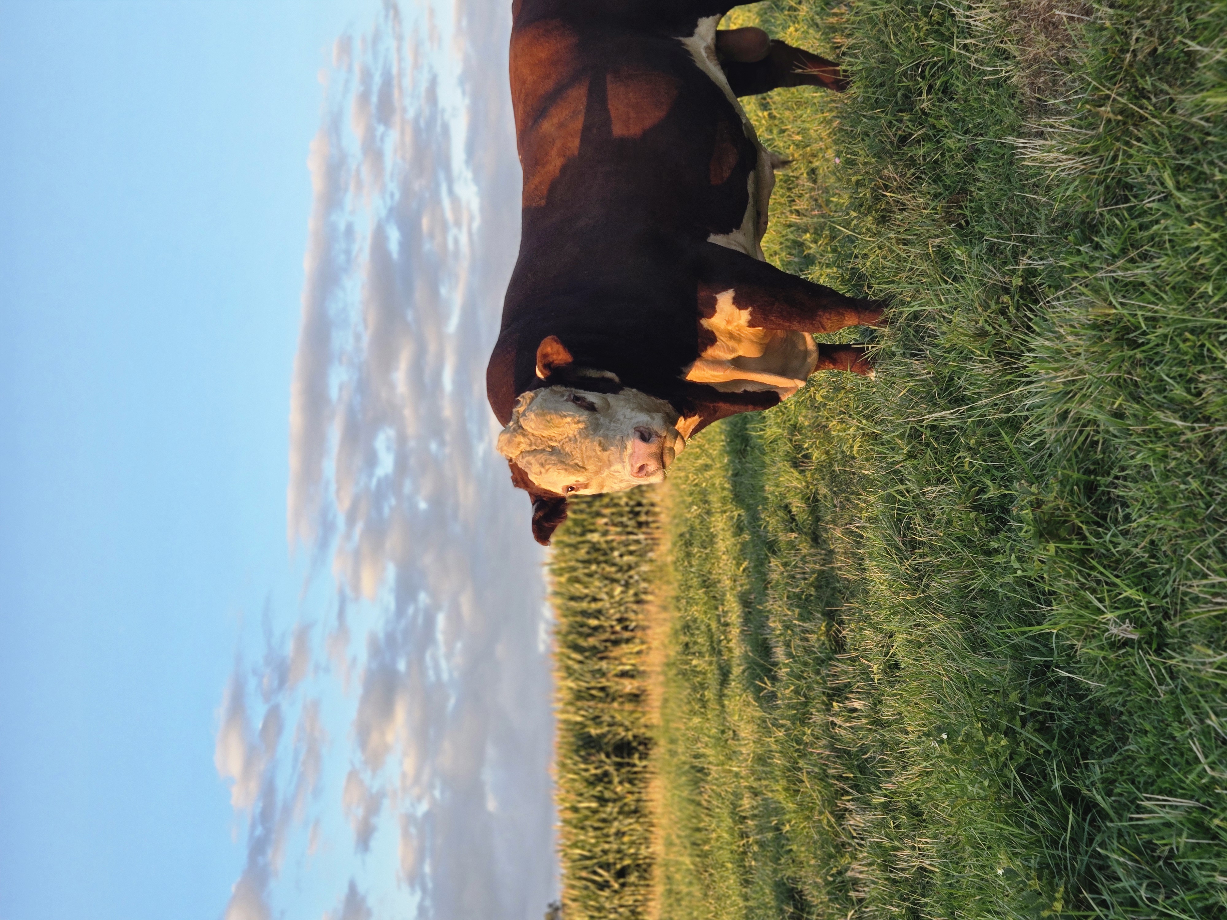 3rd-place-intermediate-cattle-vivian-frerichs-armington