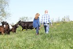 Couple Watching Cattle