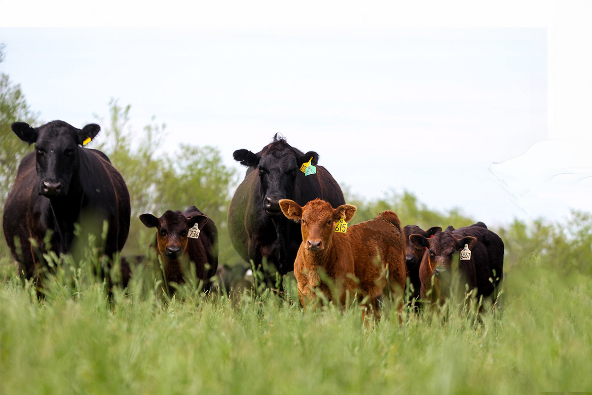 CowCalf Hero