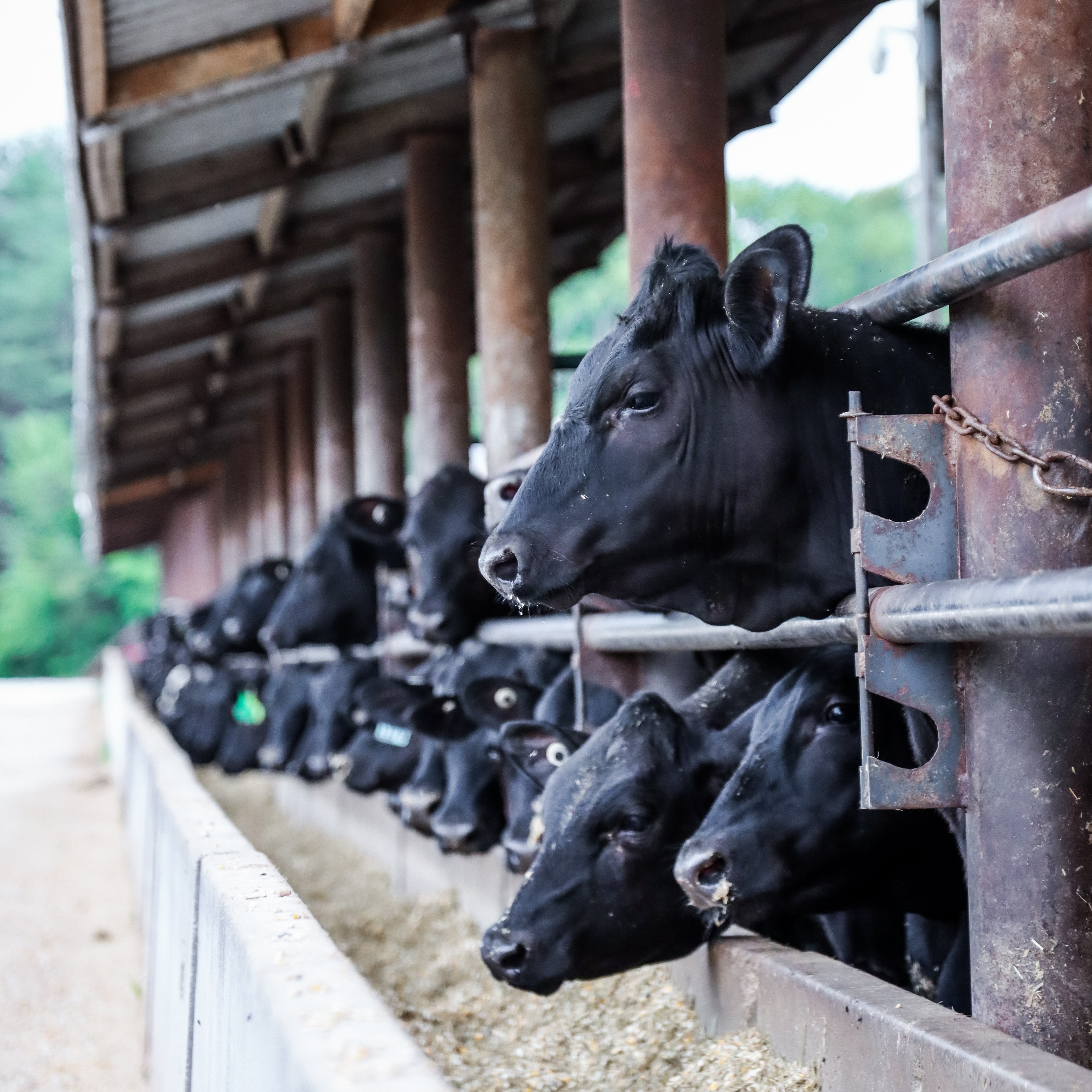 Feed Bunk
