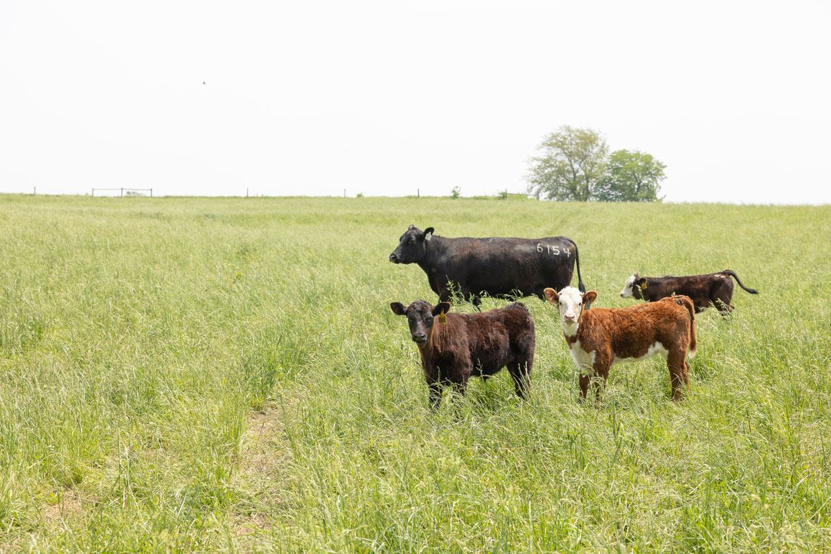 Herd in Field