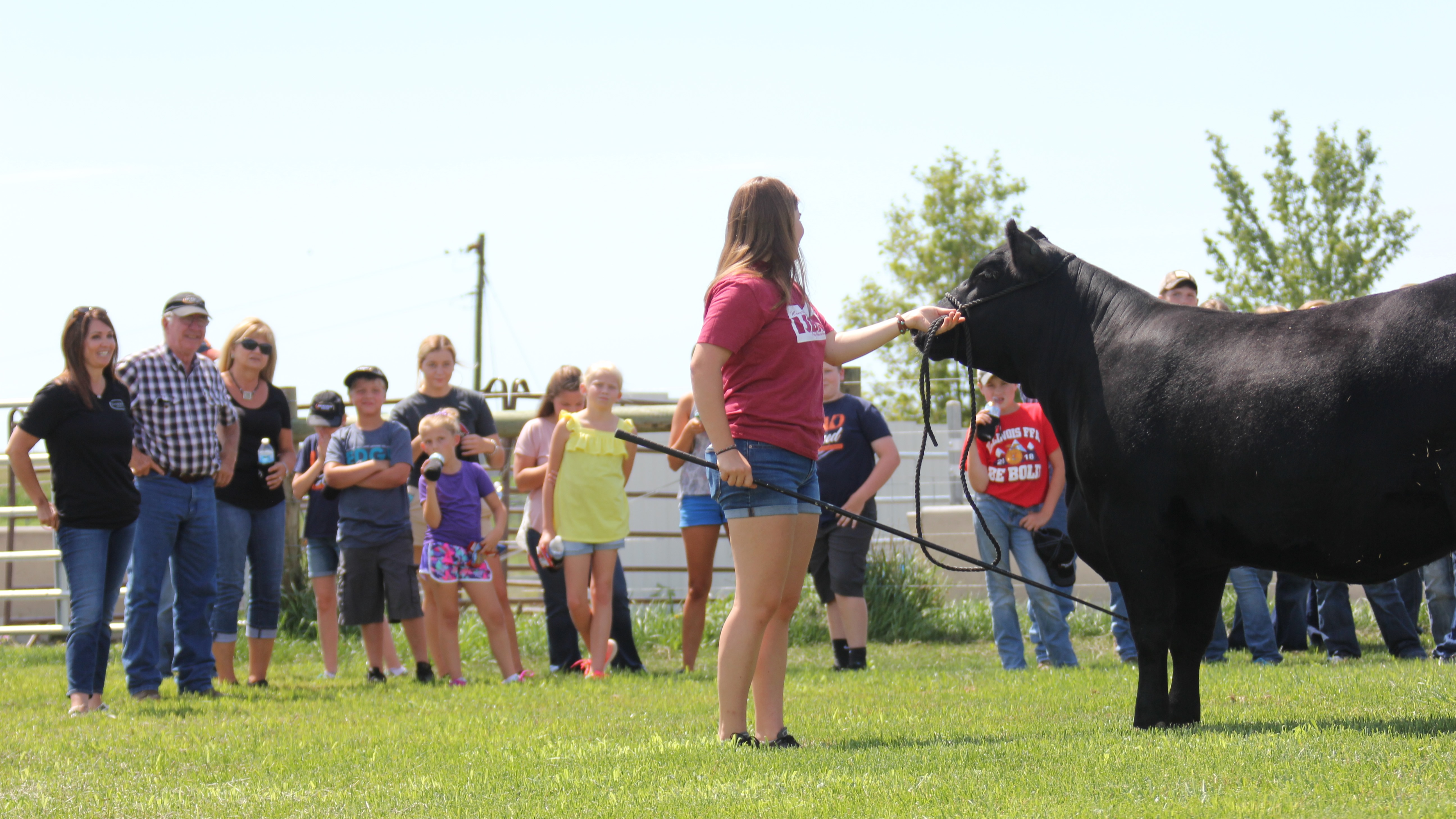 Girl Showing Cow