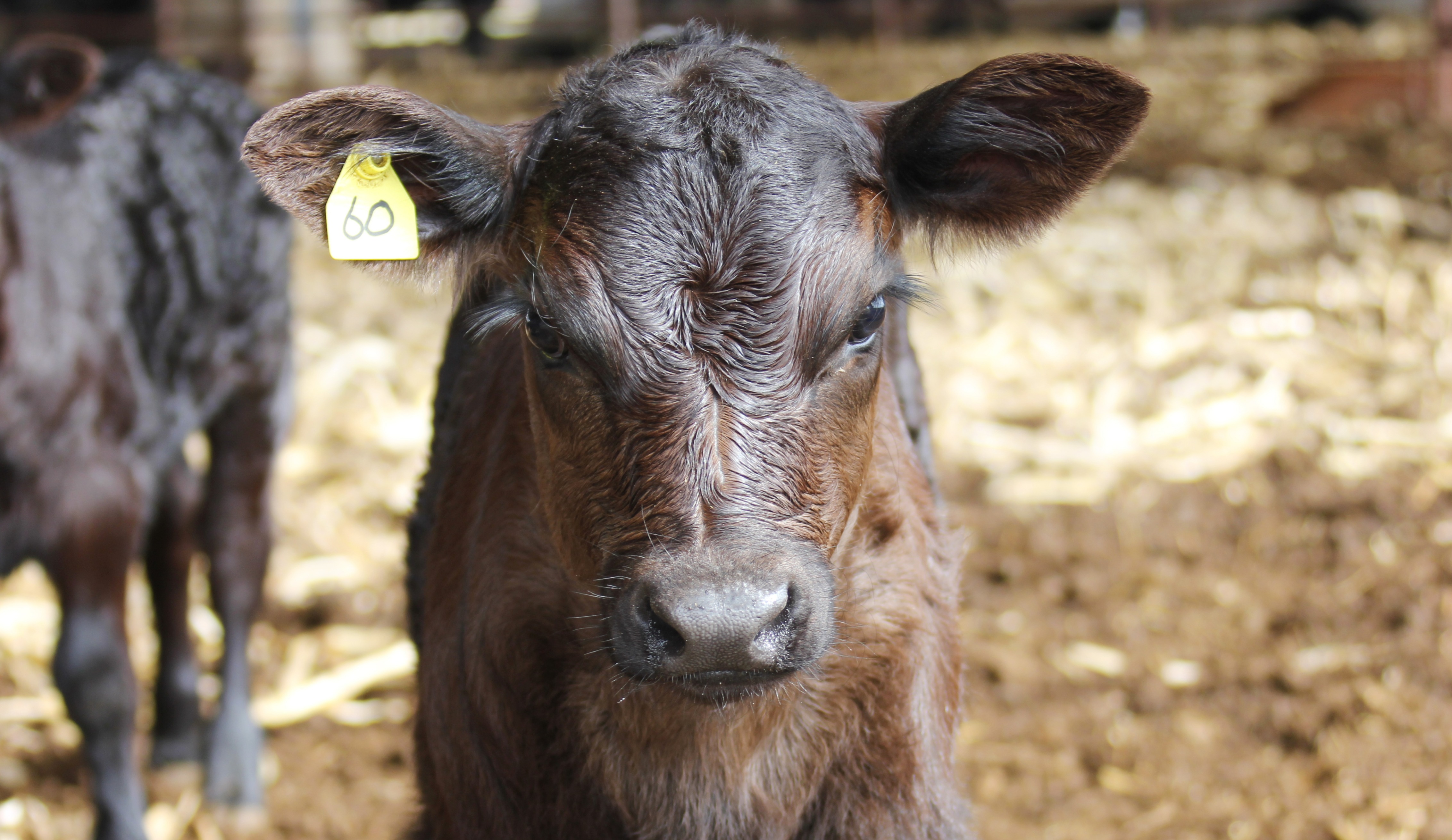 Calf