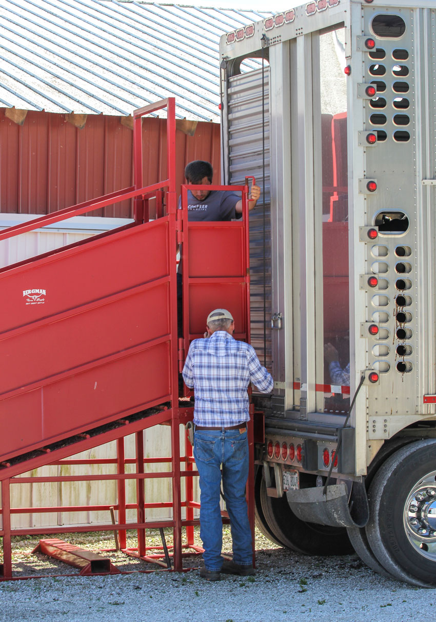 Setting Ramp for Loading Cattle
