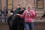 Woman Showing Cow